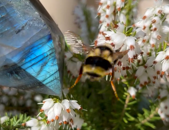 Crystals to Attract Bees? A Mystical Connection and 5 Crystals for Bee Lovers