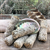 Smudge Kit: White Sage (4-tommer) + Abalone Shell