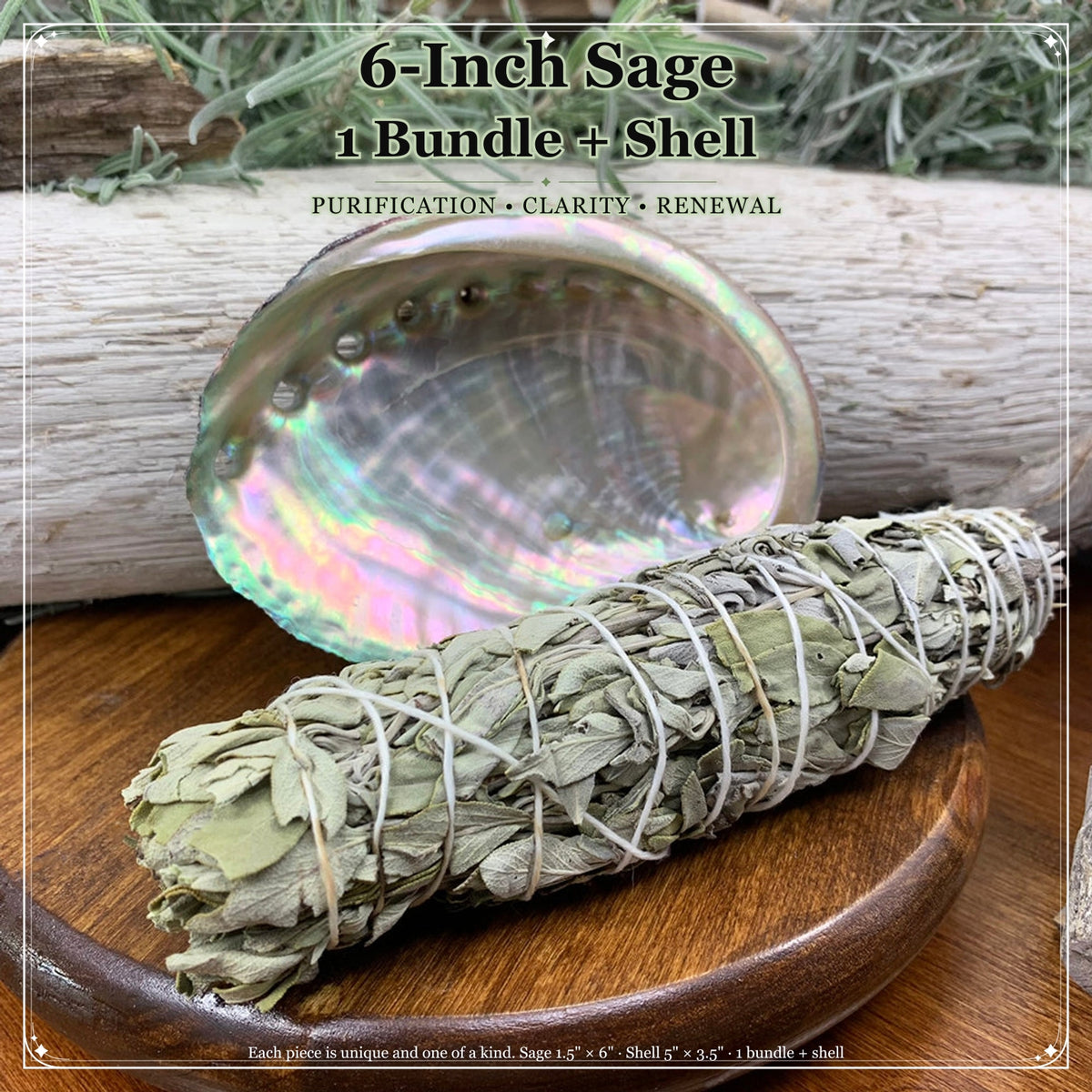 Kit sbavature: salvia bianca (6 pollici) + conchiglia di abalone