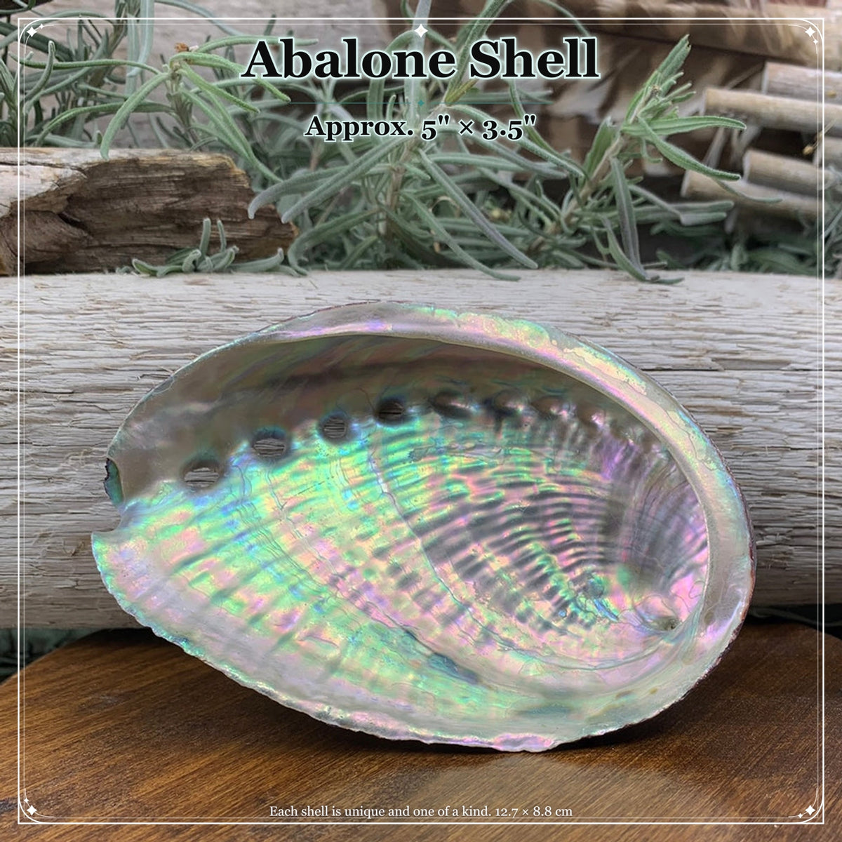 Abalone-Muschel