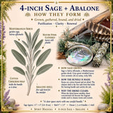 Smudge Kit: White Sage (4-tommer) + Abalone Shell