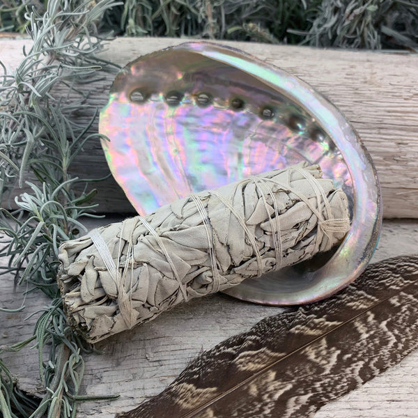 Smudge Kit: White Sage (4-tommer) + Abalone Shell