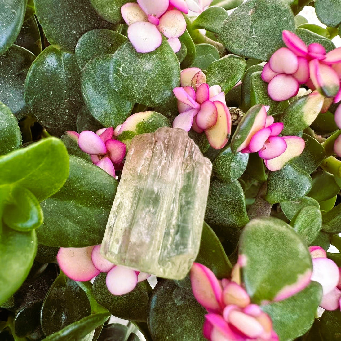 The pale green tourmaline crystal resting among glossy leaves and pink blossoms
