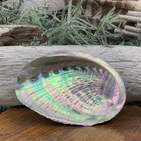 Abalone Shell