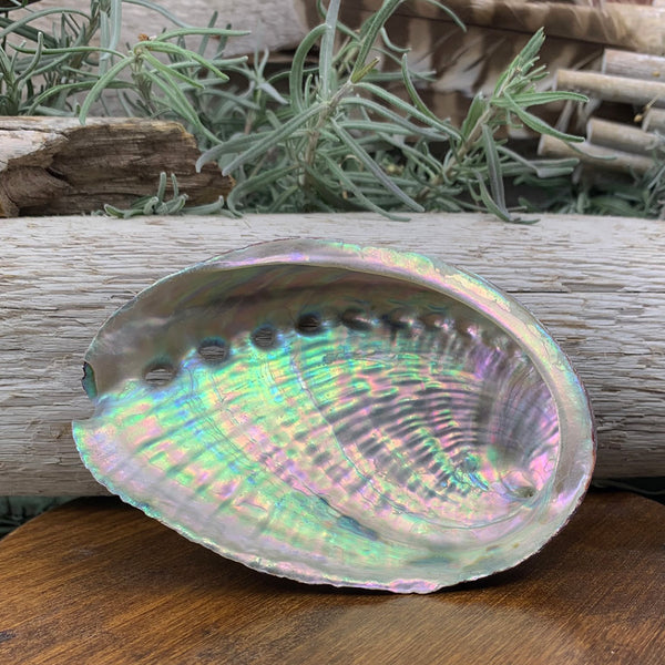 Abalone-Muschel