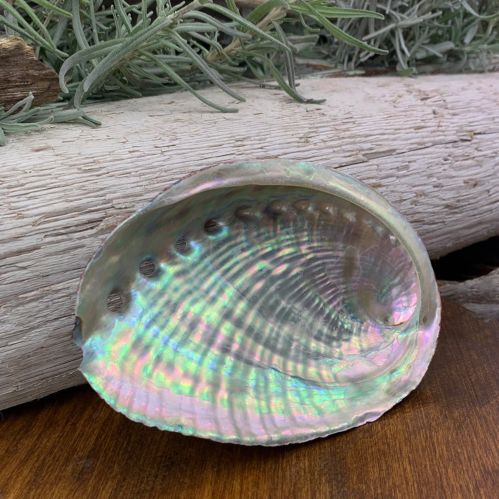 Abalone Shell – Spirit Magicka
