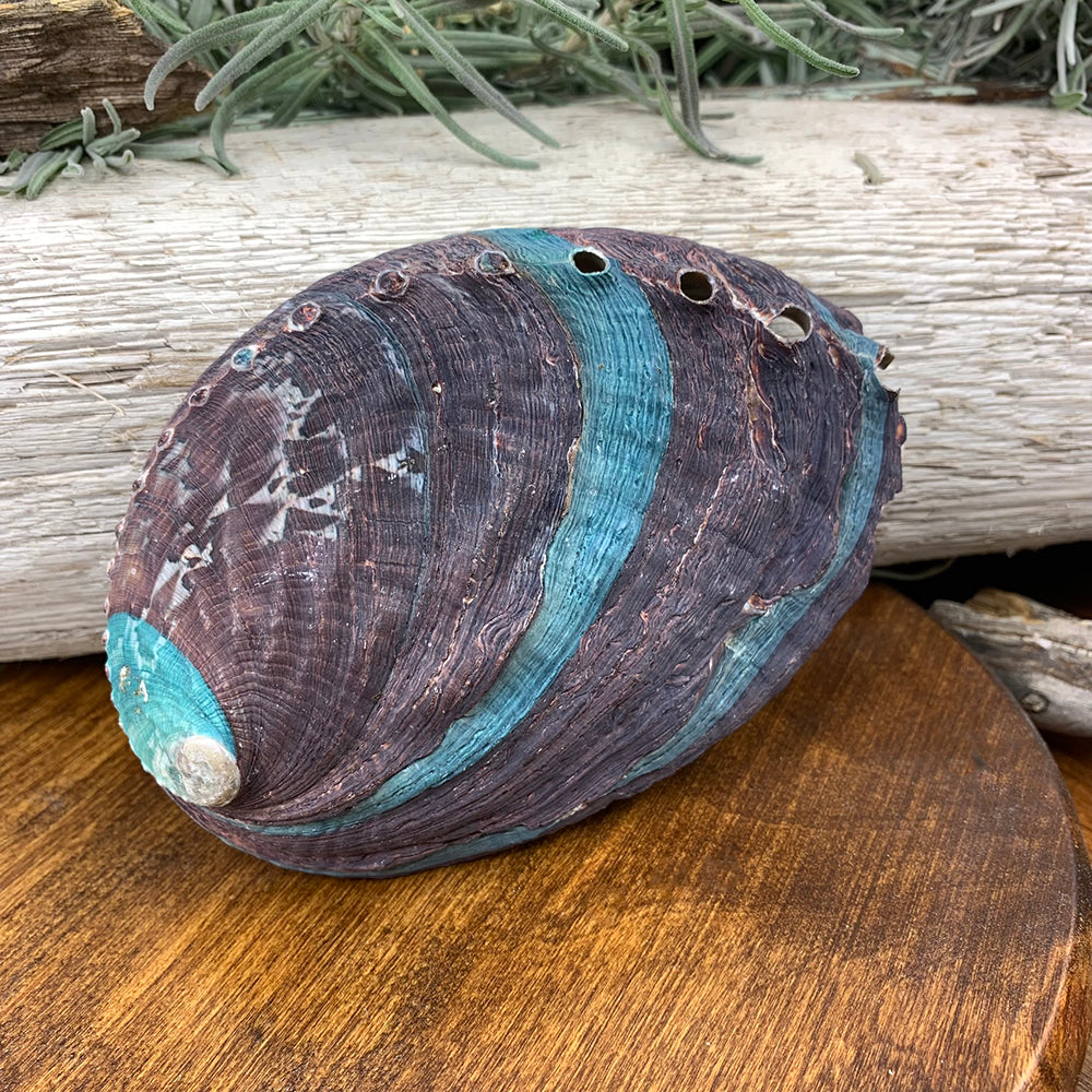 Outside of an abalone shell, dark purple-brown with bands of turquoise and a row of small holes