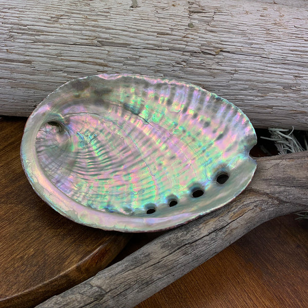 Abalone schelp