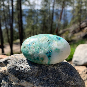 Chrysocolla palmestein