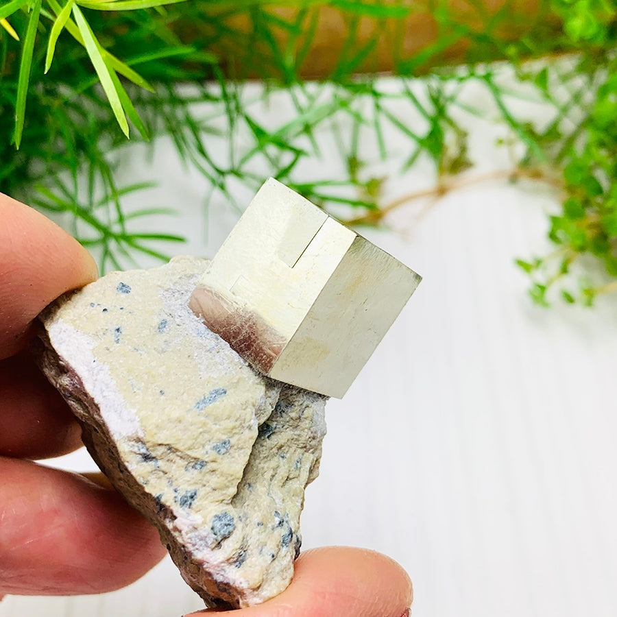 An iron pyrite cube set in its pale limestone matrix, held between finger and thumb