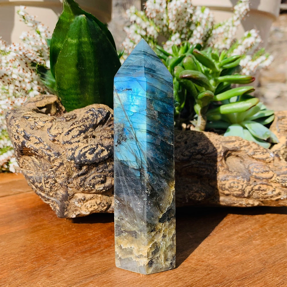 Labradorite tall generator glowing electric blue in the sun, standing on a wooden table beside driftwood and succulents