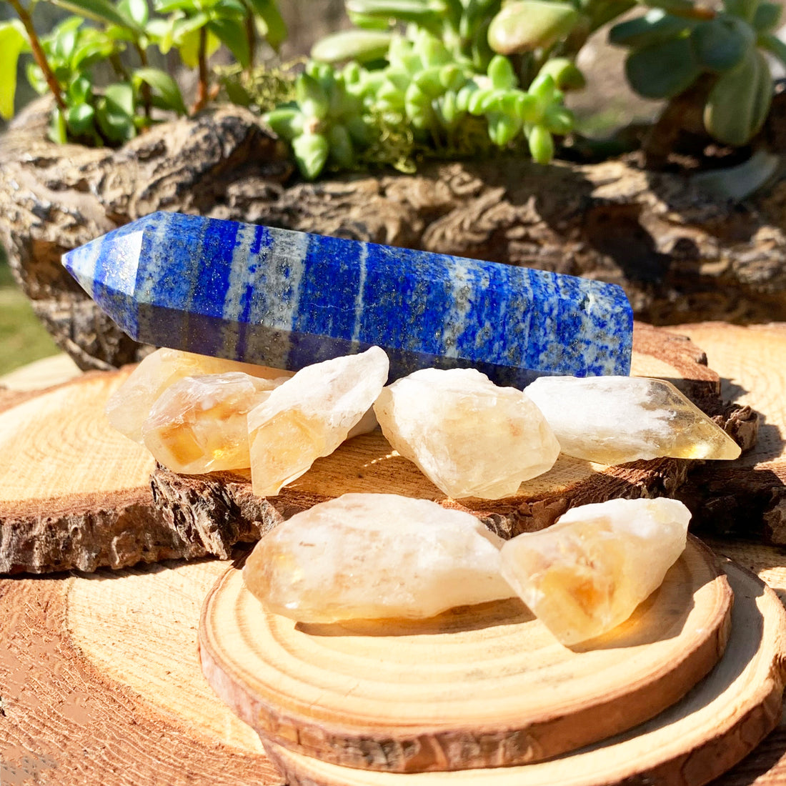The full set on wood slices: a polished deep blue lapis lazuli point with gold pyrite flecks lying behind seven rough, pale golden citrine shards