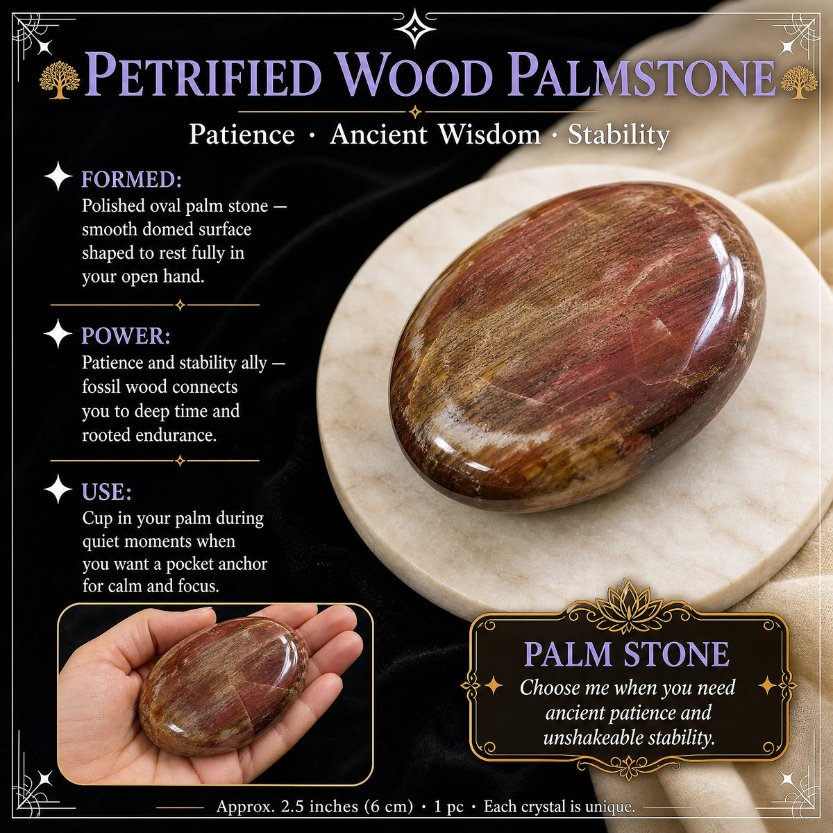 Pietra di palma di legno pietrificata