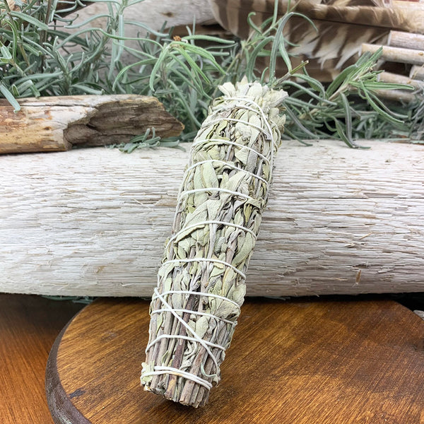 Paquetes de salvia blanca de 6 pulgadas