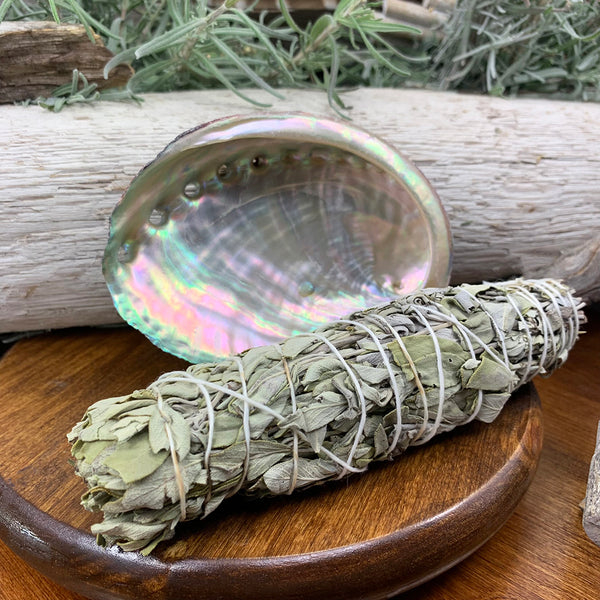 Smudge Kit: White Sage (6-tommer) + Abalone Shell