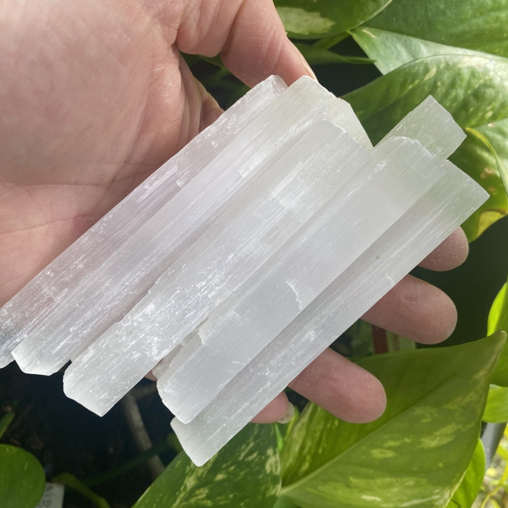 A hand holding several raw selenite sticks, showing their striated fibers and uneven ends