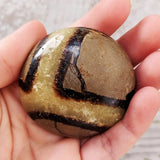 Septarian Palmstone - palmstone